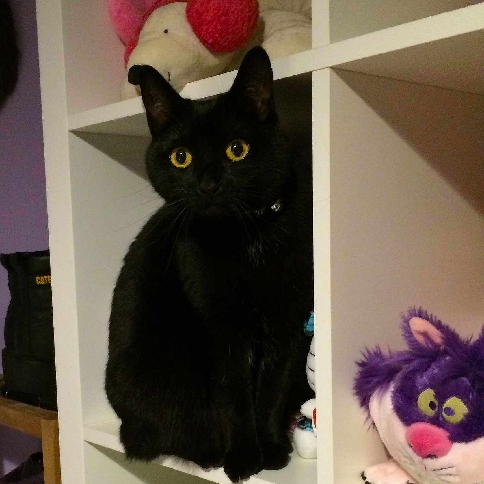 Bellazebub