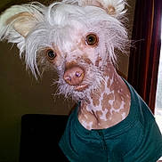 Yoshi joined the competition — help win amazing prizes! animal, brown, canine, close_up, curious, cute, dog, domestic_animal, ears, expression, fur, green_shirt, hairy, head_tilt, indoor, pet, portrait, sitting, spotted_skin, white_hair