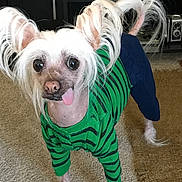 Vegas joined the competition — help win amazing prizes! animal, blue_pants, canine, carpet, cute, dog, ears, eyes, fur, furniture, green_sweater, hair, indoor, pet, room, shelf, small_dog, standing, tongue_out, vintage_items
