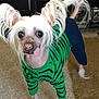 animal, blue_pants, canine, carpet, cute, dog, ears, eyes, fur, furniture, green_sweater, hair, indoor, pet, room, shelf, small_dog, standing, tongue_out, vintage_items