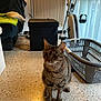 animal, blur, cat, curious, cushion, domestic_animal, exercise_bike, floor, furniture, home, household_items, indoor, laundry_basket, living_room, natural_light, pet, seated, tabby_cat, tile_floor, window_curtains