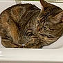 Shiva a rejoint le concours — aidez-le/la à gagner de superbes lots ! abyssinian, animal, basin, bathing, bathtub, bronze, cat, egyptiancat, hardwood, kitten, manx, person, pet, sink, sinkfaucet, tub, wood