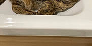 Shiva participe au concours pour gagner de l'argent avec cette photo : abyssinian, animal, basin, bathing, bathtub, cat, drawer, furniture, hardwood, indoors, interiordesign, manx, person, pet, plywood, sink, sinkfaucet, tap, tub, wood