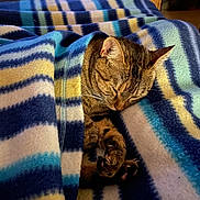 Shiva participe au concours pour gagner de l'argent avec cette photo : animal, bed, blanket, cat, comfort, cozy, cute, domestic_animal, fleece, fur, fur_pattern, indoor, paw, pet, relaxed, resting, sleeping, striped, tabby_cat, warm