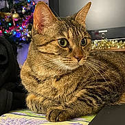 Shiva a rejoint le concours — aidez-le/la à gagner de superbes lots ! animal, cat, christmas_tree, close_up, ears, electronics, feline, floral_pattern, fur, green_eyes, indoor, lights, ornaments, pet, portrait, relaxed, tabby, tablecloth, tv, whiskers