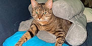 Shiva participe au concours pour gagner de l'argent avec cette photo : abyssinian, animal, armchair, bag, beanbag, blanket, cat, chair, couch, cushion, furniture, homedecor, kitten, manx, person, pet, pillow, sleeping