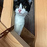 Smoothie a rejoint le concours — aidez-le/la à gagner de superbes lots ! cat, tuxedo_cat, kitten, animal, pet, black_and_white, whiskers, yellow_eyes, pink_nose, pointed_ears, furry, curious, alert, portrait, close_up, peeking, wooden_slats, wood, indoor, strap