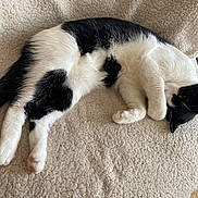 Smoothie participe au concours pour gagner de l'argent avec cette photo : cat, black_and_white, pet, animal, furry, lying_down, upside_down, lounging, sleeping, paw, tail, whiskers, face, chair, cushion, indoor, home, relaxed, funny, portrait