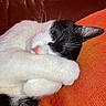 Smoothie a rejoint le concours — aidez-le/la à gagner de superbes lots ! cat, sleeping, relaxed, black_and_white, white_fur, black_fur, pink_nose, whiskers, paws, close_up, portrait, pet, feline, couch, orange_fabric, indoors, cozy, curled_up, resting, cute