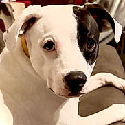 Wishbone joined the competition — help win amazing prizes! dog, white_dog, black_patch, pet, indoor, couch, animal, close_up, lounge, curious, companion, background_dog, furniture, relaxed, canine, portrait, household, domestic_animal, two_dogs, brown_couch