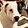 Wishbone