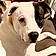 Wishbone