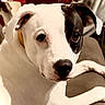 dog, white_dog, black_patch, pet, indoor, couch, animal, close_up, lounge, curious, companion, background_dog, furniture, relaxed, canine, portrait, household, domestic_animal, two_dogs, brown_couch