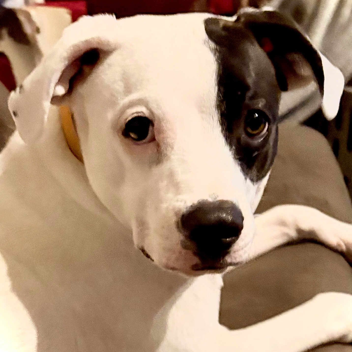 Wishbone