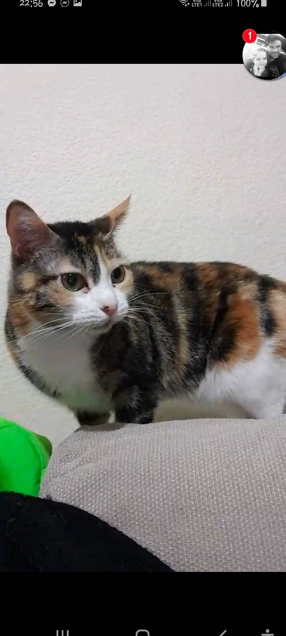 Indya a rejoint le concours — aidez-le/la à gagner de superbes lots ! beige, carnivore, cat, domestic_short_haired_cat, felidae, fur, iris, liver, pet_supply, small_to_medium_sized_cats, snout, tail, terrestrial_animal, toe, vertebrate, whiskers