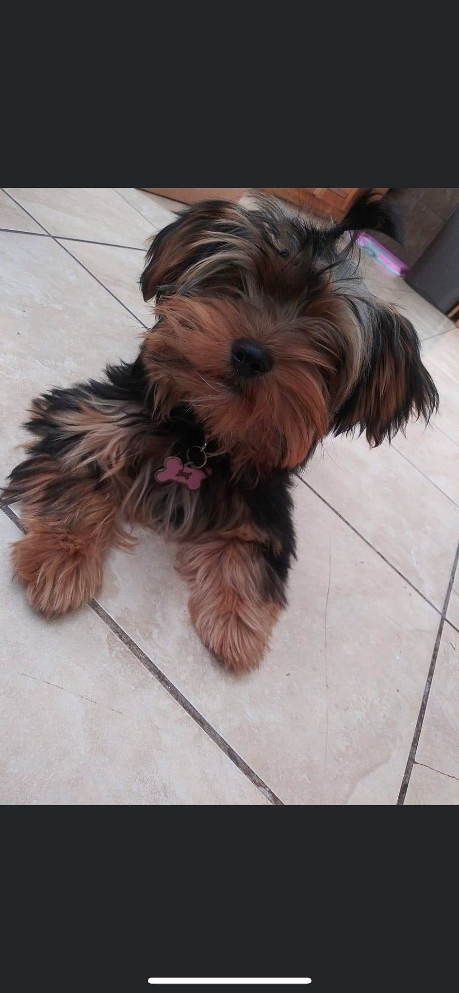 Xena joined the competition — help win amazing prizes! biewer_terrier, carnivore, companion_dog, dog, dog_breed, dog_supply, flooring, fur, hardwood, liver, small_terrier, snout, sporting_group, tail, terrier, toy_dog, working_animal