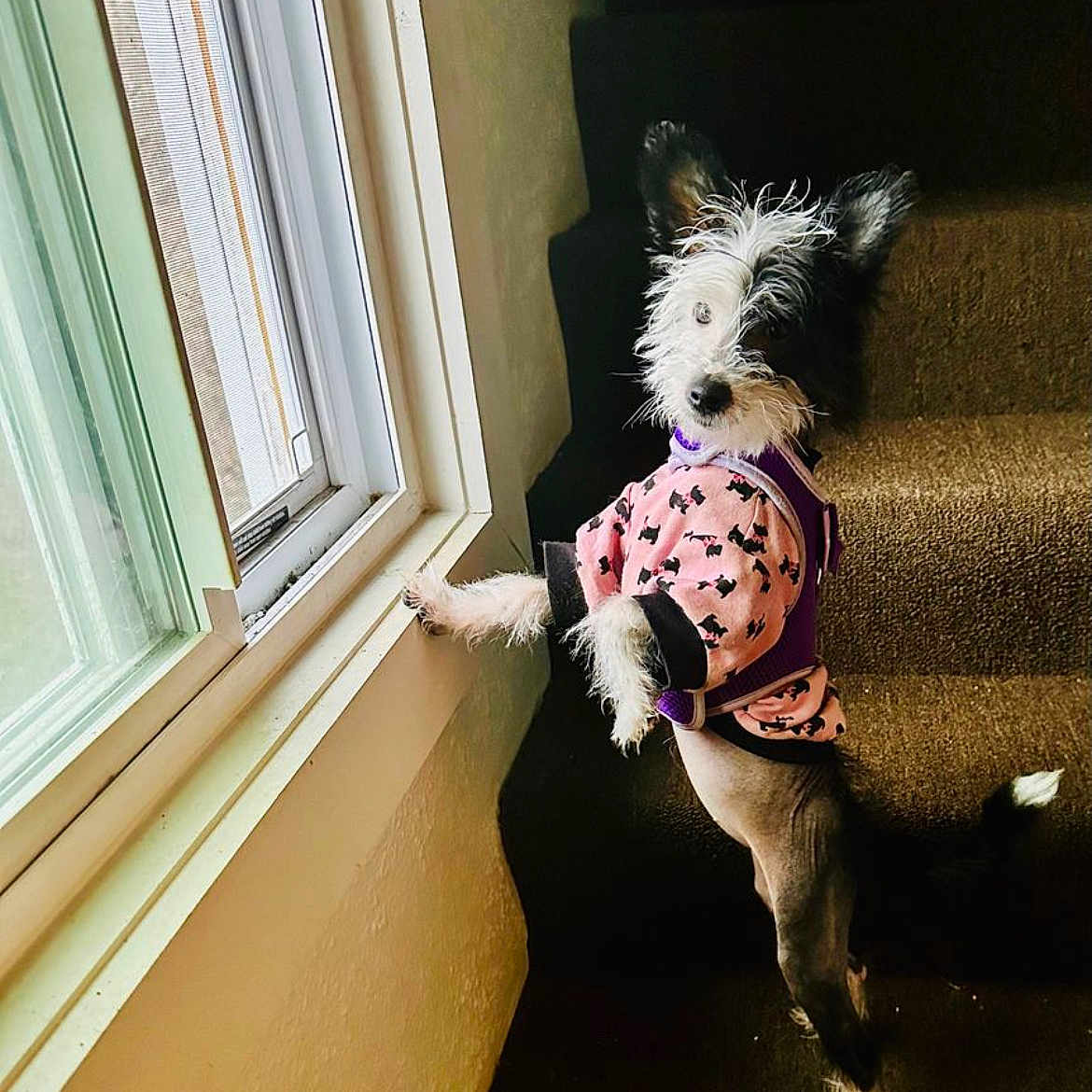 Lucy