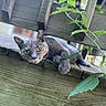 cat, gray_cat, feline, pet, animal, green_eyes, whiskers, pointed_ears, paw, lying_down, lounging, outdoor, balcony, wooden_deck, wood, garden, vines, leaves, nature, portrait