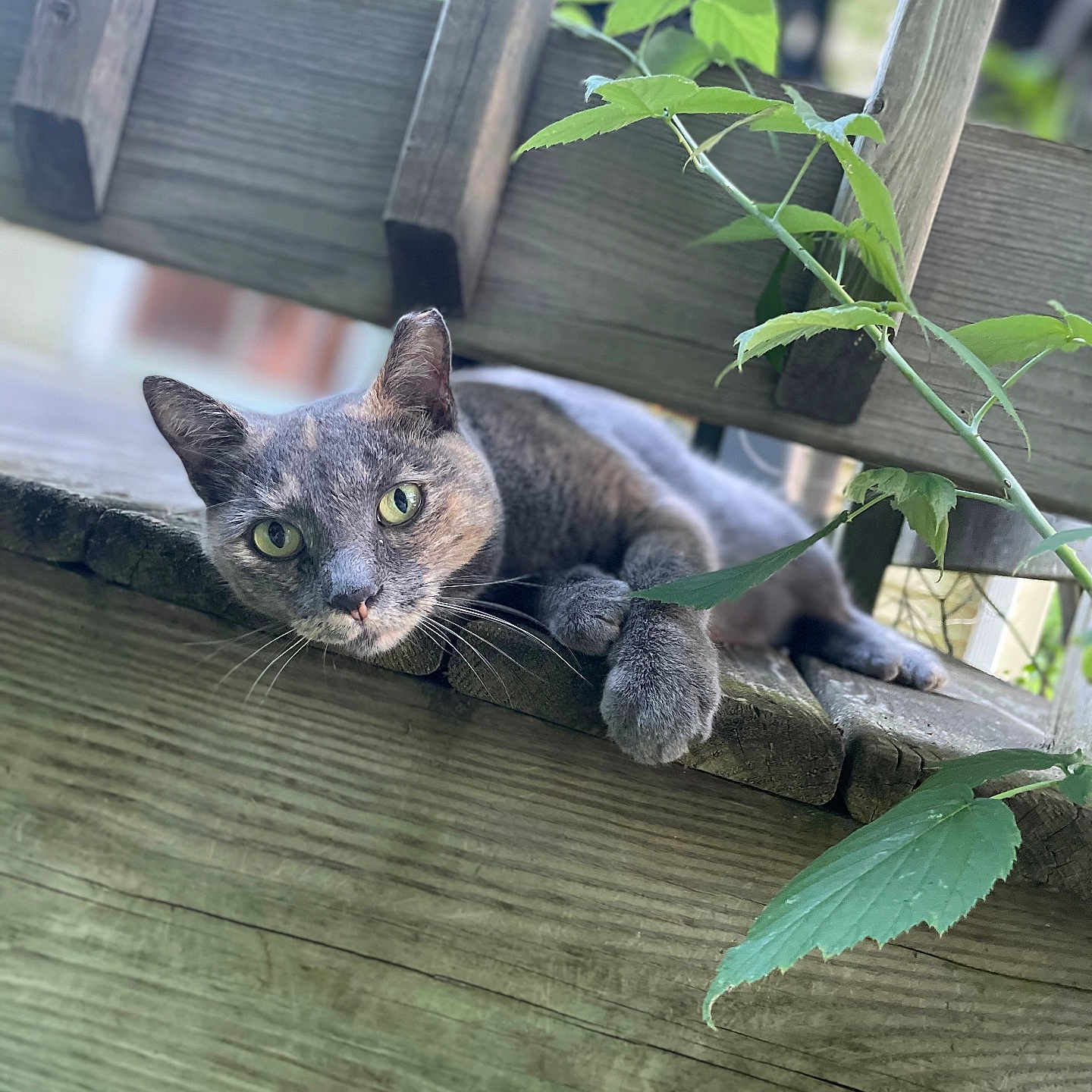 Smokey joined the competition — help win amazing prizes! cat, gray_cat, feline, pet, animal, green_eyes, whiskers, pointed_ears, paw, lying_down, lounging, outdoor, balcony, wooden_deck, wood, garden, vines, leaves, nature, portrait