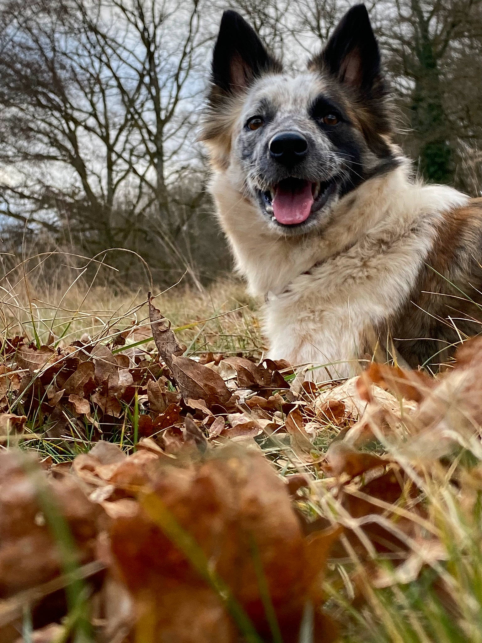Payette a rejoint le concours — aidez-le/la à gagner de superbes lots ! canidae, canis, carnivore, companion_dog, dog, dog_breed, fur, grass, herding_dog, plant, sky, sporting_group, tail, tree, twig, walking, whiskers, wood, working_animal, working_dog