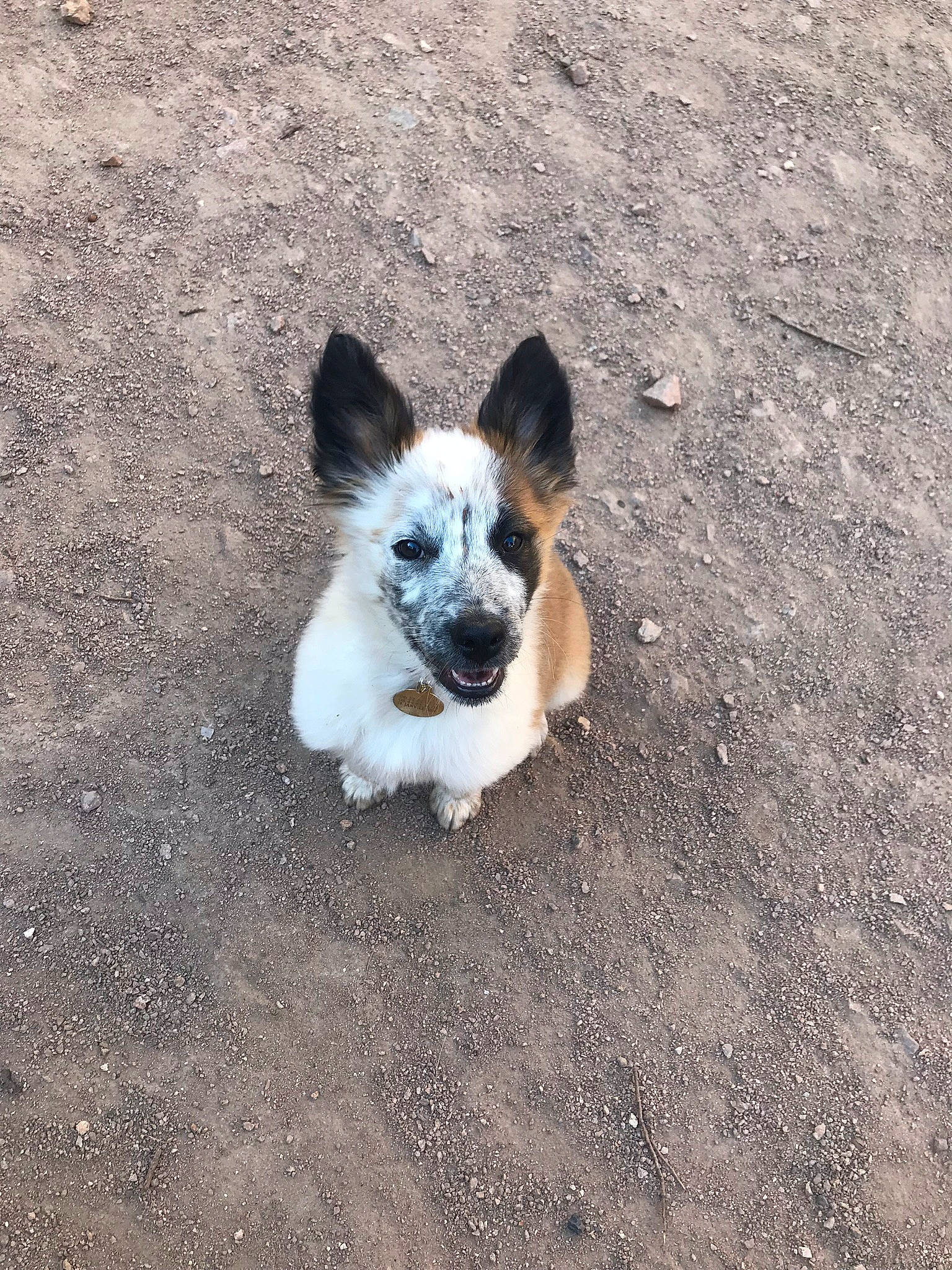 Payette a rejoint le concours — aidez-le/la à gagner de superbes lots ! asphalt, carnivore, companion_dog, dog, dog_breed, dog_supply, fawn, fur, paw, puppy, road, road_surface, small_terrier, snout, soil, tail, terrestrial_animal, toy_dog, whiskers, working_animal