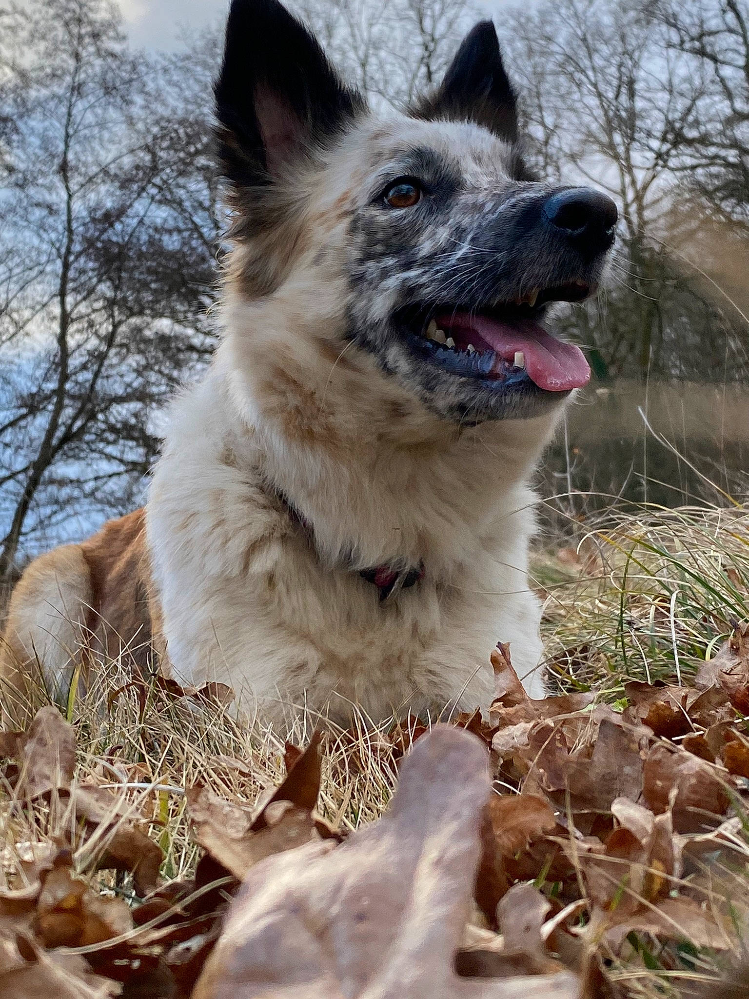 Payette a rejoint le concours — aidez-le/la à gagner de superbes lots ! carnivore, cloud, companion_dog, dog, dog_breed, fawn, fur, grass, plant, sky, snout, sporting_group, terrestrial_animal, tree, twig, working_animal, working_dog