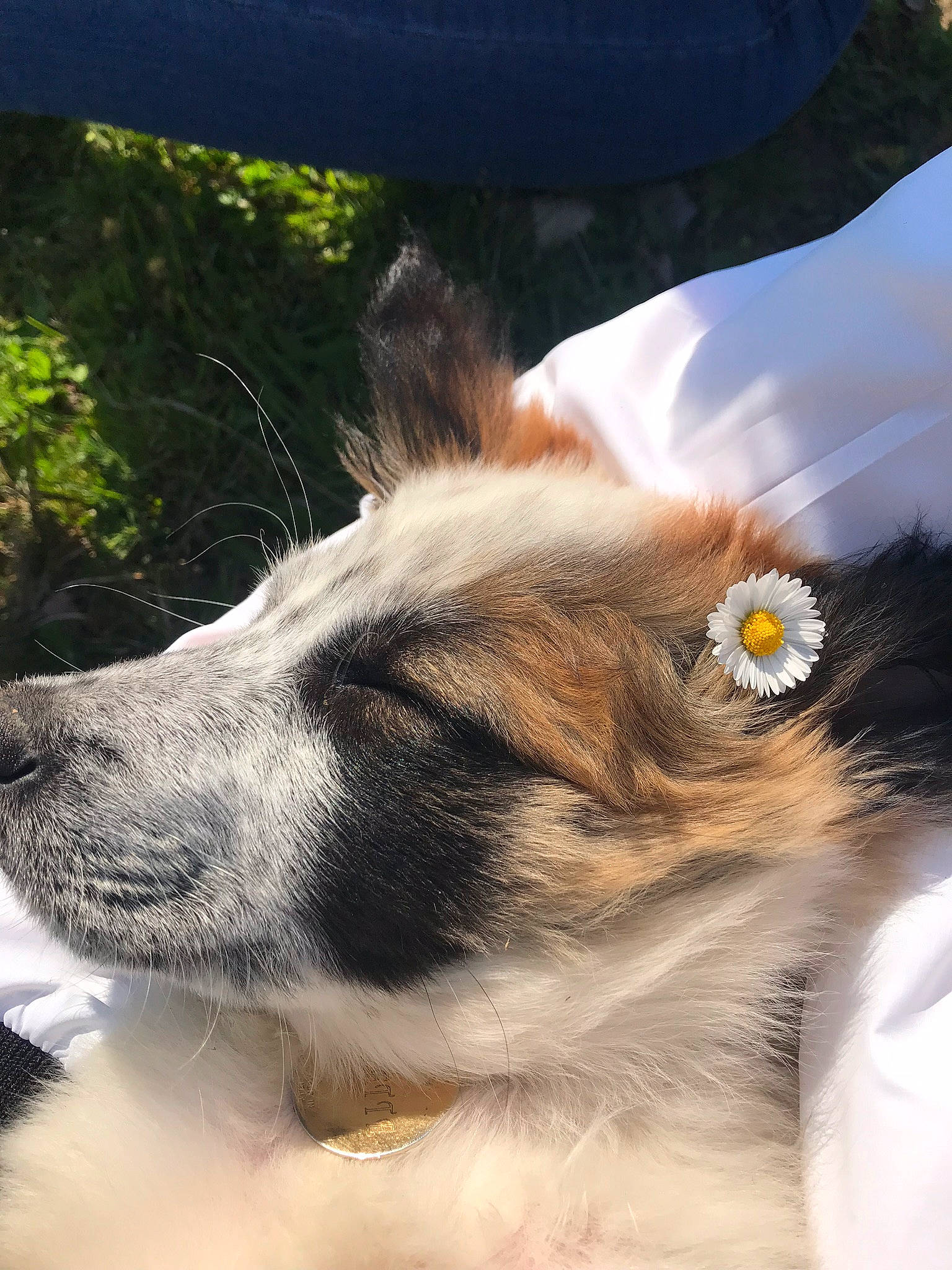 Payette participe au concours pour gagner de l'argent avec cette photo : canidae, carnivore, companion_dog, dog, dog_breed, eye, fawn, felidae, fur, grass, herding_dog, paw, plant, scotch_collie, snout, sporting_group, terrestrial_animal, whiskers, working_animal, working_dog