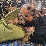Bijoux a rejoint le concours — aidez-le/la à gagner de superbes lots ! puppy, dog, pet, cute, fluffy, small_dog, blanket, couch, patterned_couch, indoor, fur, head_tilt, canine, animal, resting, cozy, domestic_animal, young_dog, looking, soft