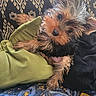 puppy, dog, pet, cute, fluffy, small_dog, blanket, couch, patterned_couch, indoor, fur, head_tilt, canine, animal, resting, cozy, domestic_animal, young_dog, looking, soft