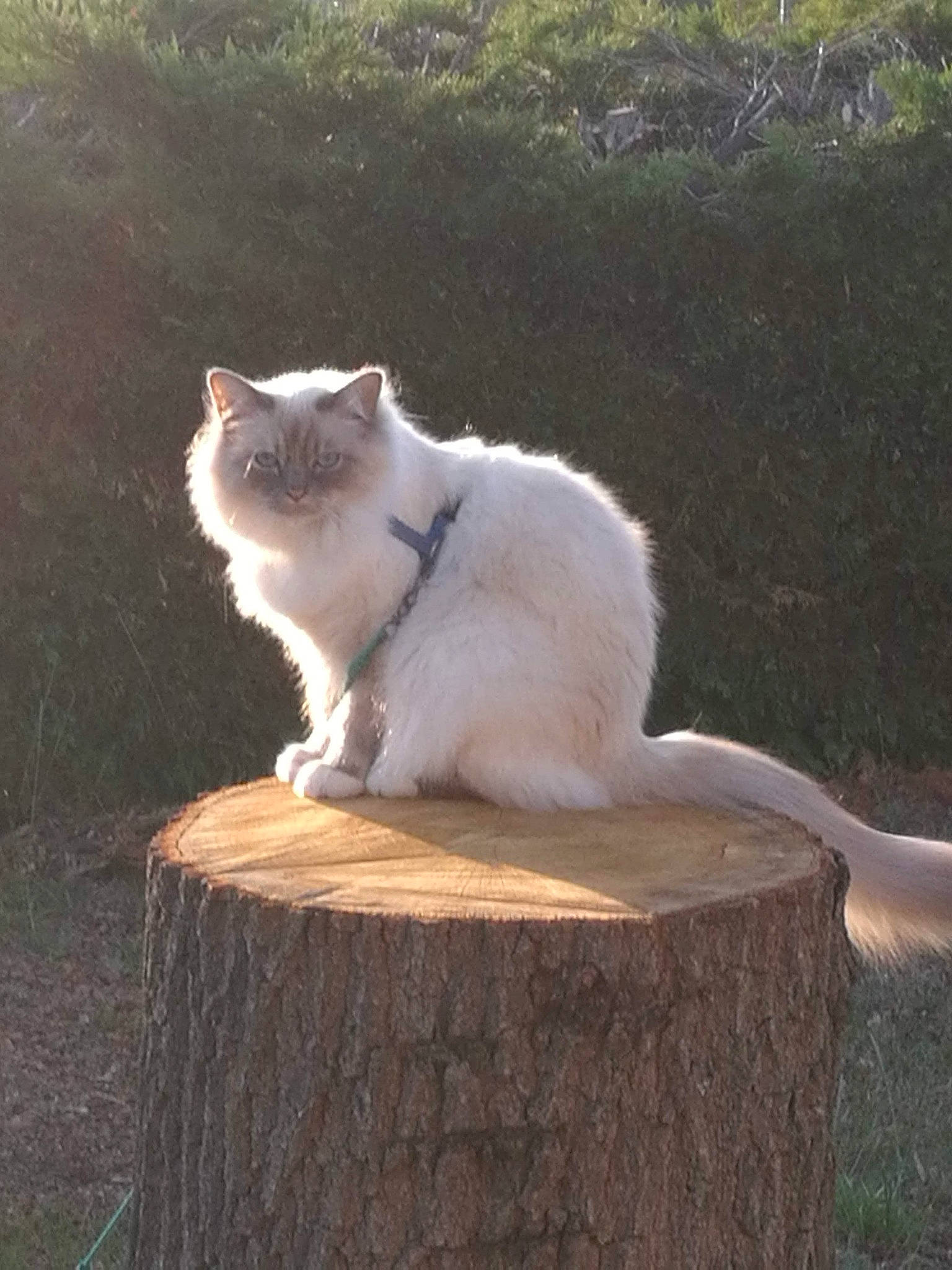 Olympe participe au concours pour gagner de l'argent avec cette photo : aegean_cat, asian_semi_longhair, british_semi_longhair, burmilla, carnivore, cat, domestic_long_haired_cat, fawn, felidae, mammal, ragdoll, small_to_medium_sized_cats, tail, turkish_angora, turkish_van, whiskers