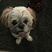 Bella is registered to the contest to win money with this photo: dog, small_dog, shih_tzu, fluffy, white_dog, pink_bows, carpet, indoor, pet, cute, looking_up, fur, animal, companion, wooden_table, floor, ears, adorable, waiting, domestic