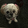 dog, small_dog, shih_tzu, fluffy, white_dog, pink_bows, carpet, indoor, pet, cute, looking_up, fur, animal, companion, wooden_table, floor, ears, adorable, waiting, domestic