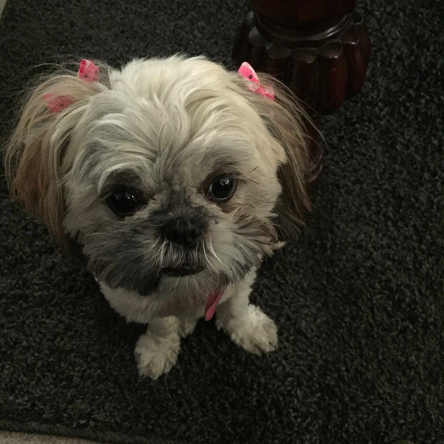Bella is registered to the contest to win money with this photo: adorable, animal, carpet, companion, cute, dog, domestic, ears, floor, fluffy, fur, indoor, looking_up, pet, pink_bows, shih_tzu, small_dog, waiting, white_dog, wooden_table