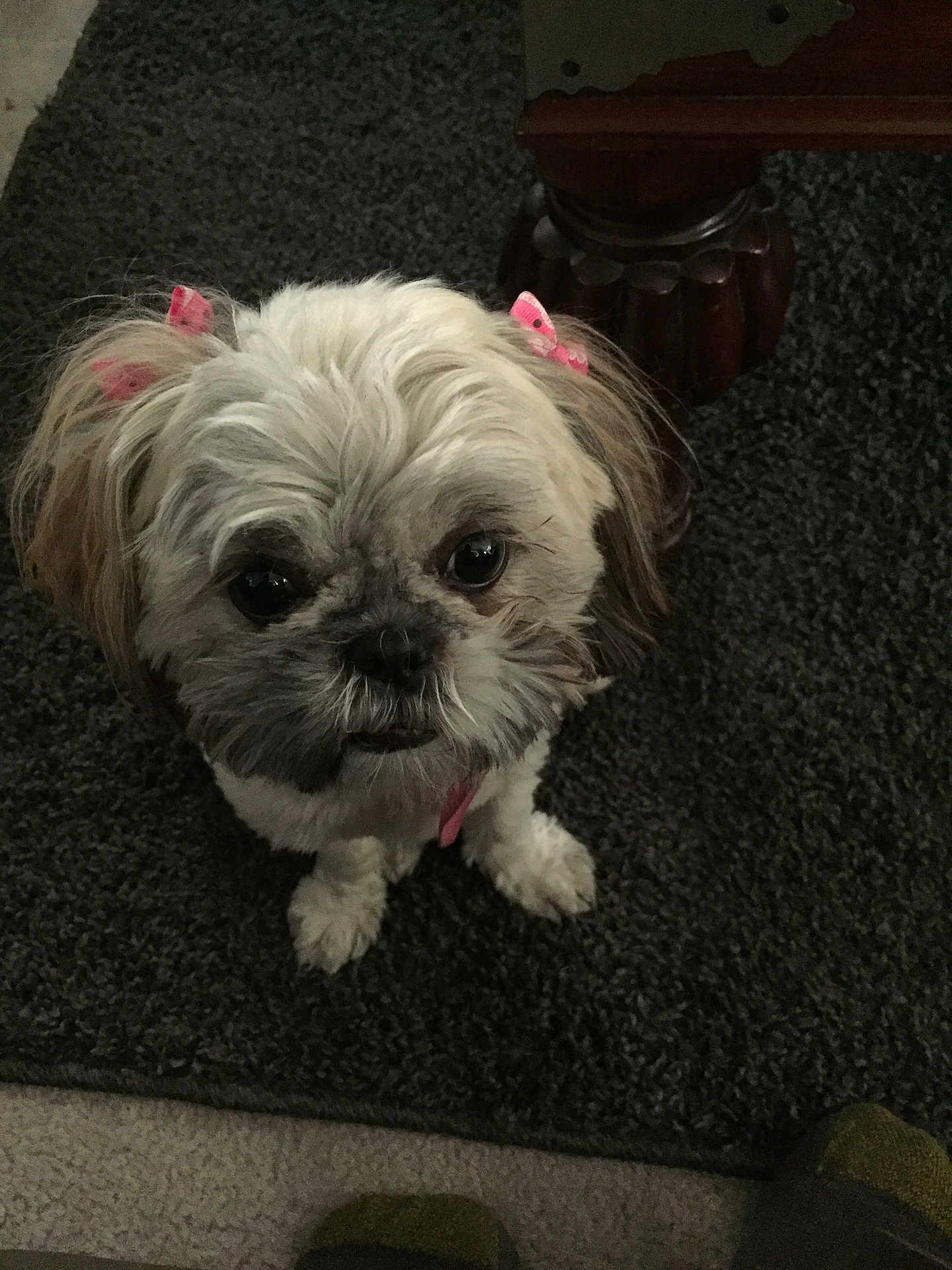 Bella is registered to the contest to win money with this photo: dog, small_dog, shih_tzu, fluffy, white_dog, pink_bows, carpet, indoor, pet, cute, looking_up, fur, animal, companion, wooden_table, floor, ears, adorable, waiting, domestic