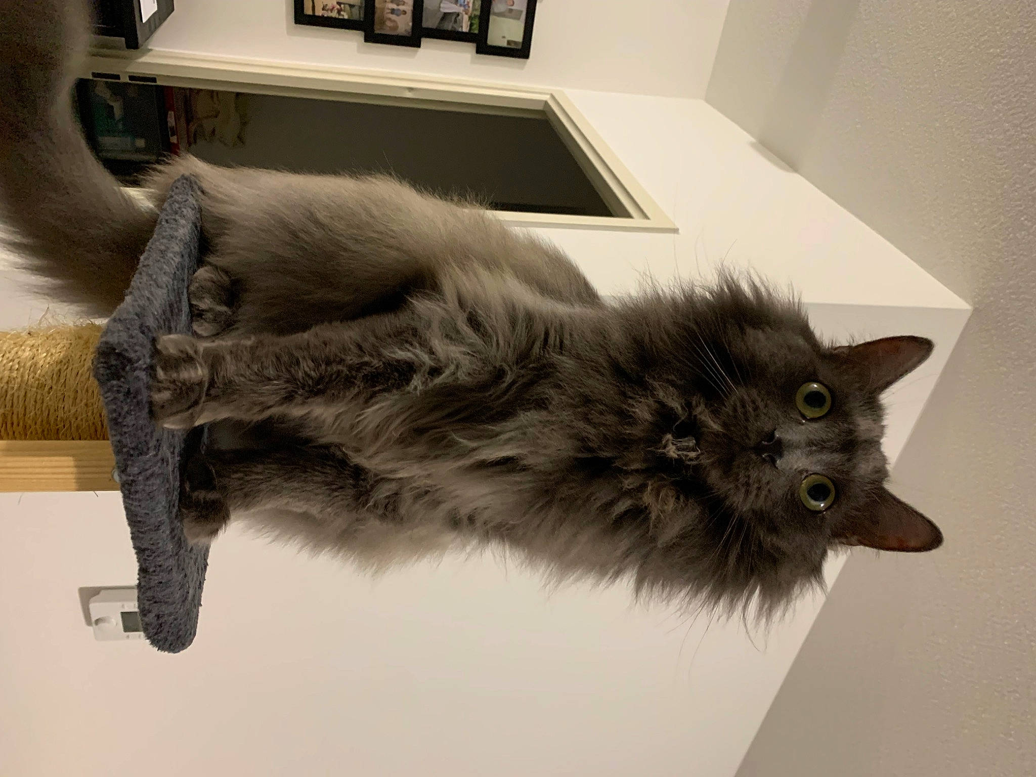 Kurly a rejoint le concours — aidez-le/la à gagner de superbes lots ! black_cat, carnivore, cat, claw, domestic_short_haired_cat, felidae, fur, grey, paw, small_to_medium_sized_cats, snout, tail, terrestrial_animal, vertebrate, whiskers, window