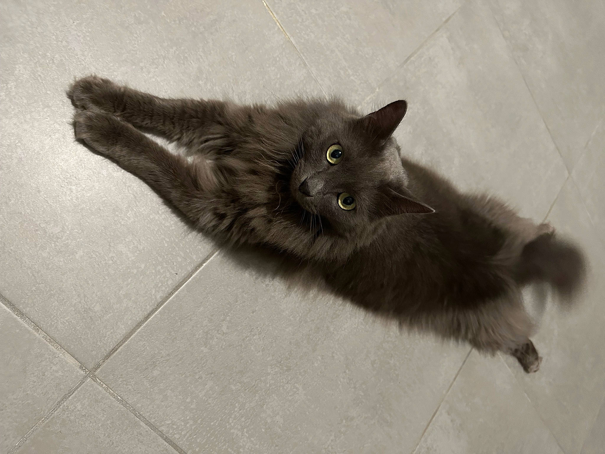 Kurly a rejoint le concours — aidez-le/la à gagner de superbes lots ! black_cat, bombay, carnivore, cat, cat_toy, claw, domestic_short_haired_cat, felidae, floor, flooring, fur, grey, iris, monochrome, monochrome_photography, paw, small_to_medium_sized_cats, snout, tail, whiskers