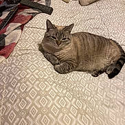Missy joined the competition — help win amazing prizes! cat, bed, blanket, remote_control, striped_cat, patterned_bedspread, indoor, resting, pet, feline, cozy, sleepy, plaid, fabric, domestic, cute, animal, fur, tail, relaxed