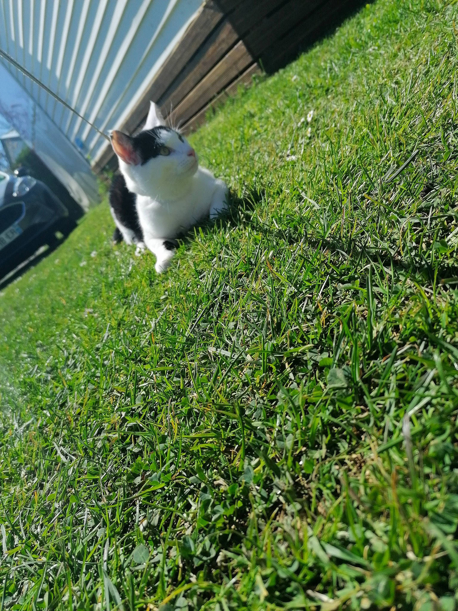 Sparrow a rejoint le concours — aidez-le/la à gagner de superbes lots ! artificial_turf, backyard, boston_terrier, canidae, carnivore, companion_dog, dog, dog_breed, fodder, grass, grass_family, green, groundcover, lawn, non_sporting_group, plant, puppy, sporting_group, tail, yard