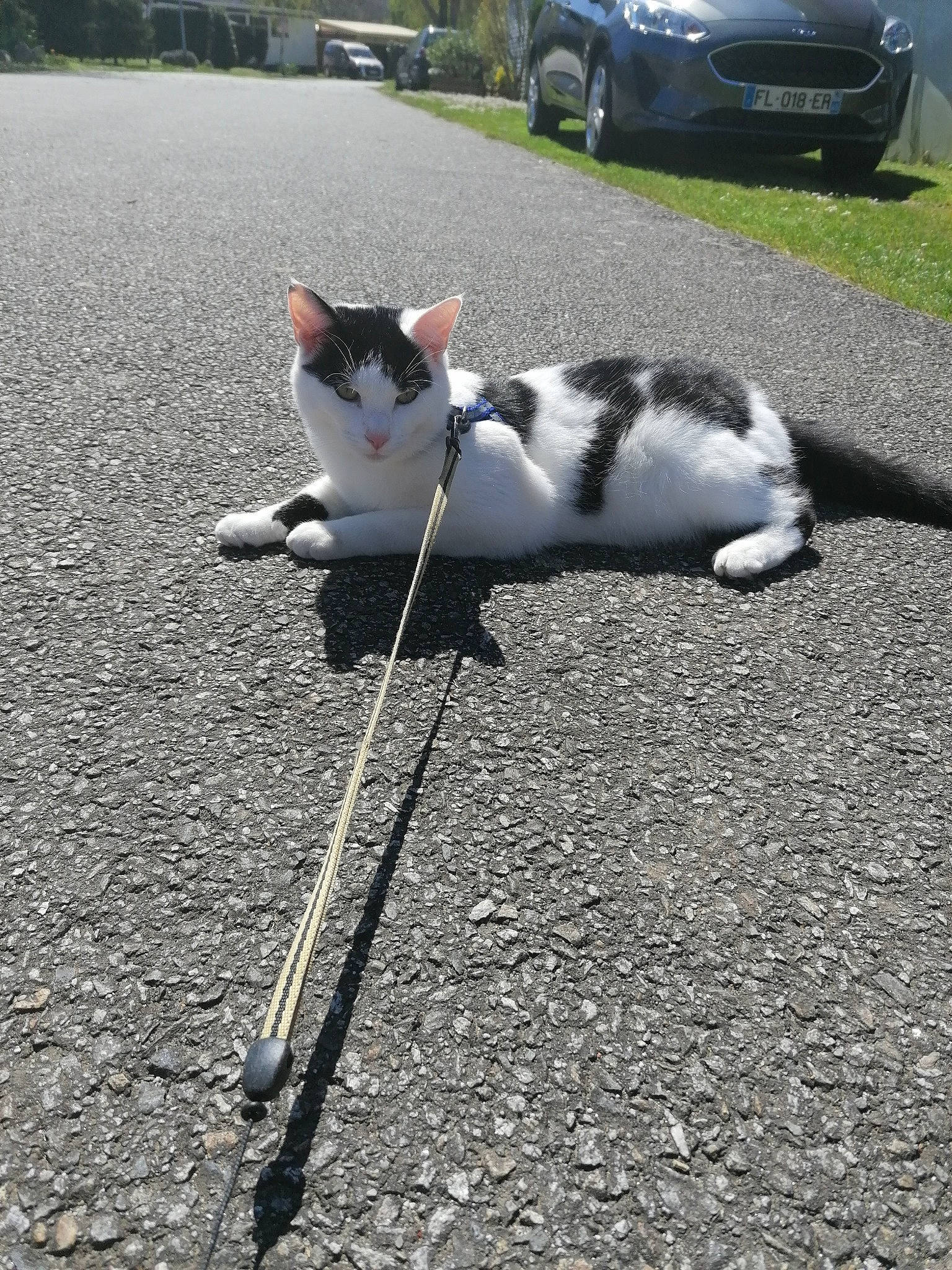 Sparrow participe au concours pour gagner de l'argent avec cette photo : aegean_cat, asphalt, carnivore, cat, domestic_short_haired_cat, felidae, leash, small_to_medium_sized_cats, snout, tail, whiskers