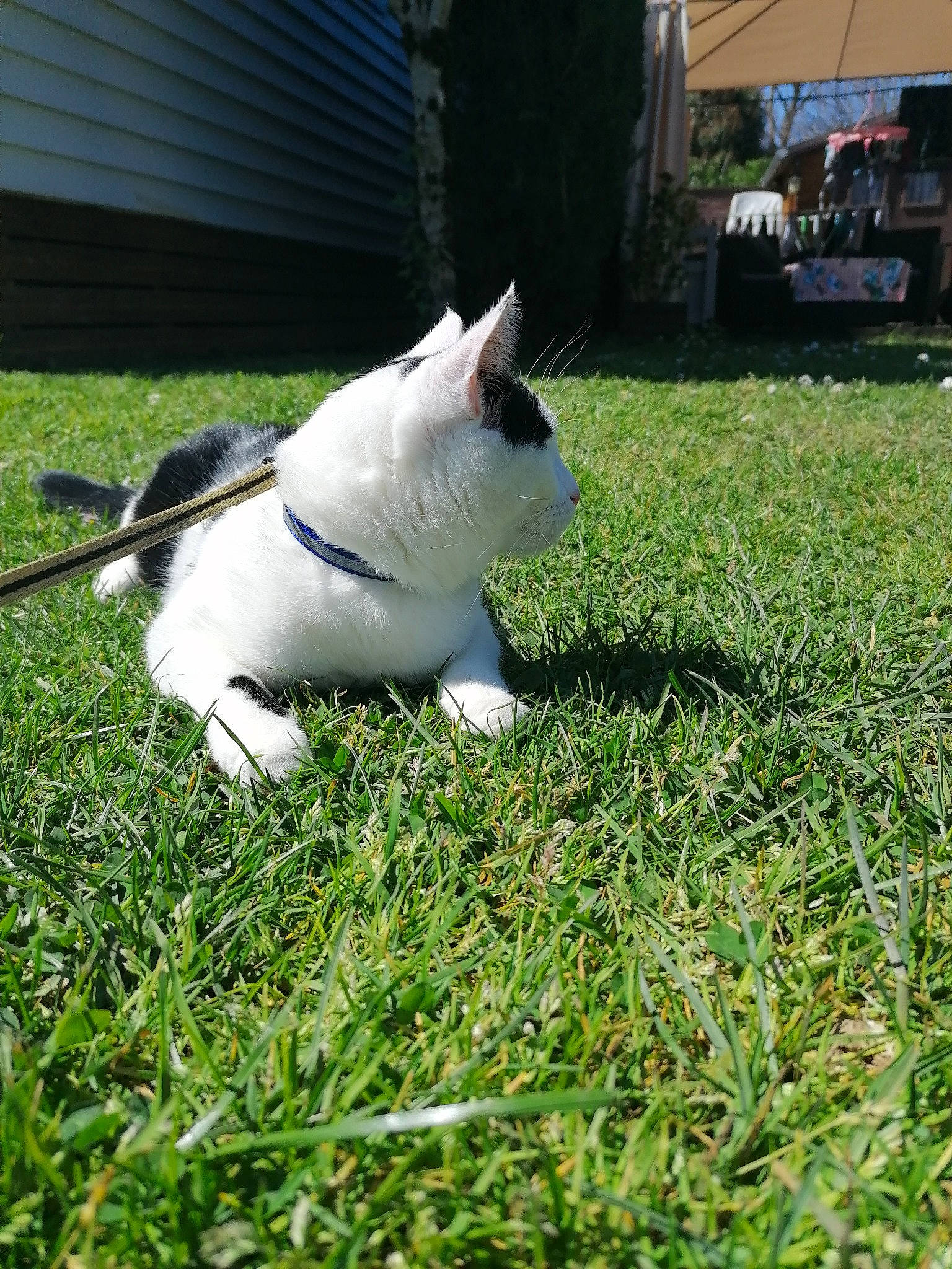 Sparrow participe au concours pour gagner de l'argent avec cette photo : canidae, carnivore, cat, companion_dog, dog, dog_breed, fawn, felidae, grass, house, lawn, mammal, non_sporting_group, plant, puppy, sporting_group, tail, yard
