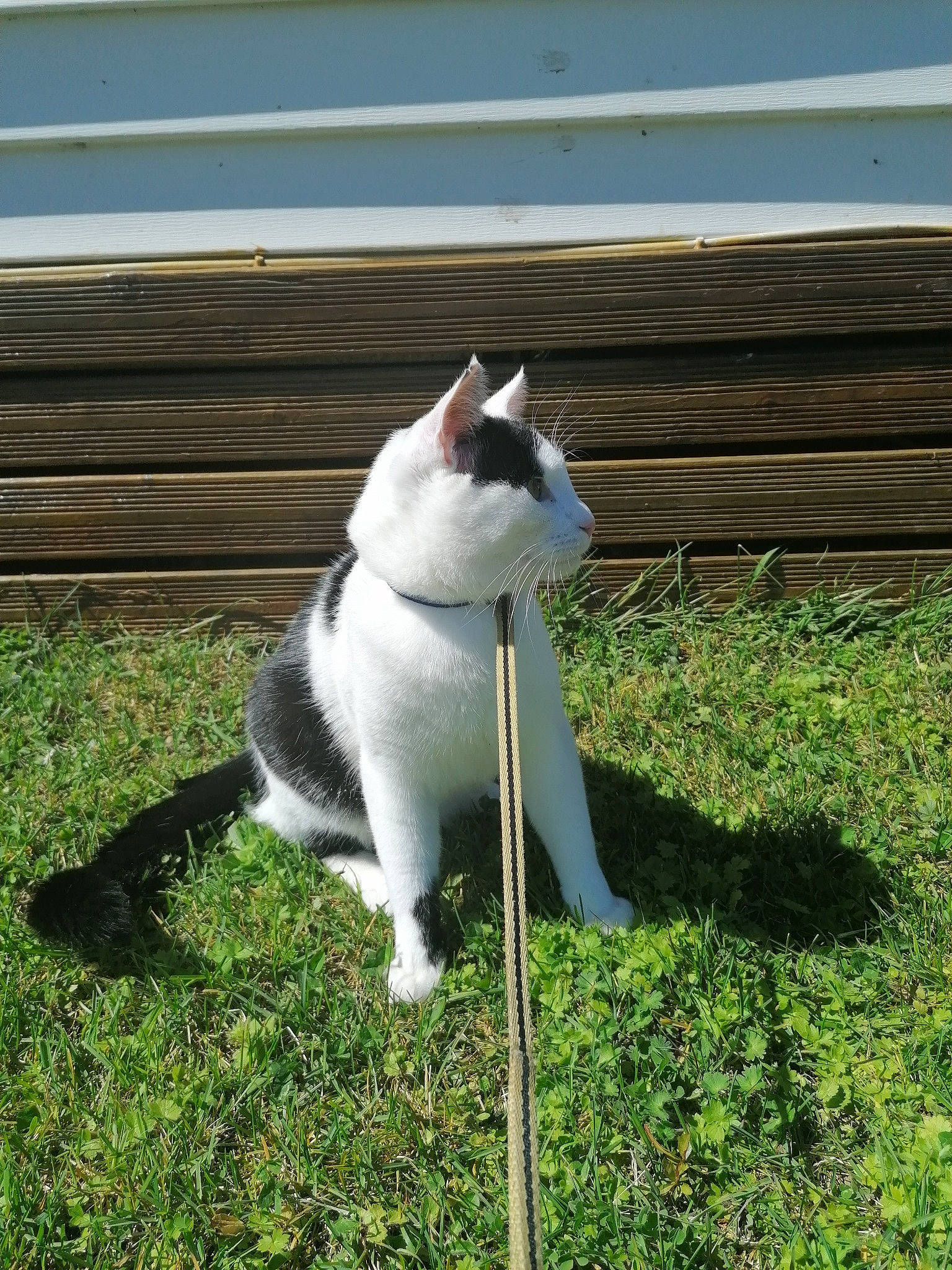 Sparrow a rejoint le concours — aidez-le/la à gagner de superbes lots ! carnivore, cat, domestic_short_haired_cat, felidae, grass, lawn, plant, small_to_medium_sized_cats, snout, tail, whiskers