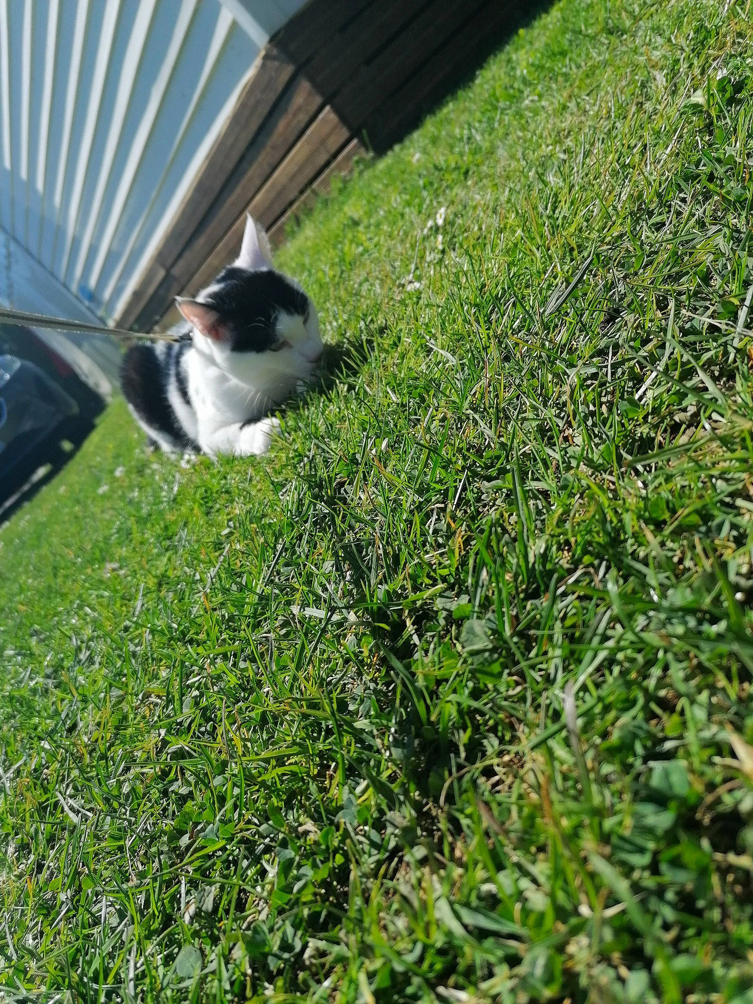 Sparrow a rejoint le concours — aidez-le/la à gagner de superbes lots ! boston_terrier, canidae, carnivore, companion_dog, dog, dog_breed, grass, grass_family, lawn, plant, shrub, sporting_group, tail