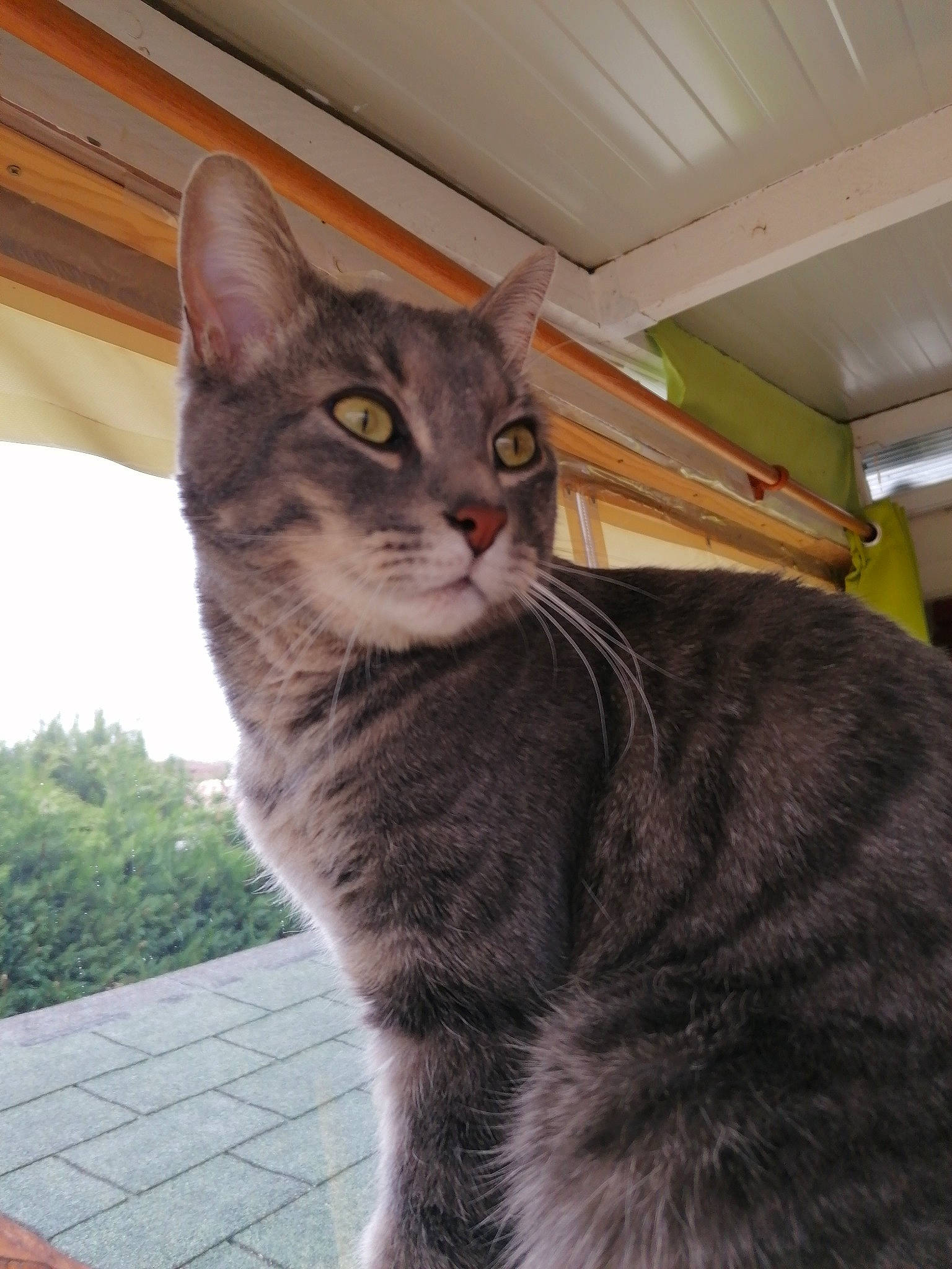 Mutcho a rejoint le concours — aidez-le/la à gagner de superbes lots ! aegean_cat, american_shorthair, american_wirehair, asian, carnivore, cat, domestic_short_haired_cat, dragon_li, european_shorthair, felidae, german_rex, mammal, small_to_medium_sized_cats, snout, tabby_cat, vertebrate, whiskers