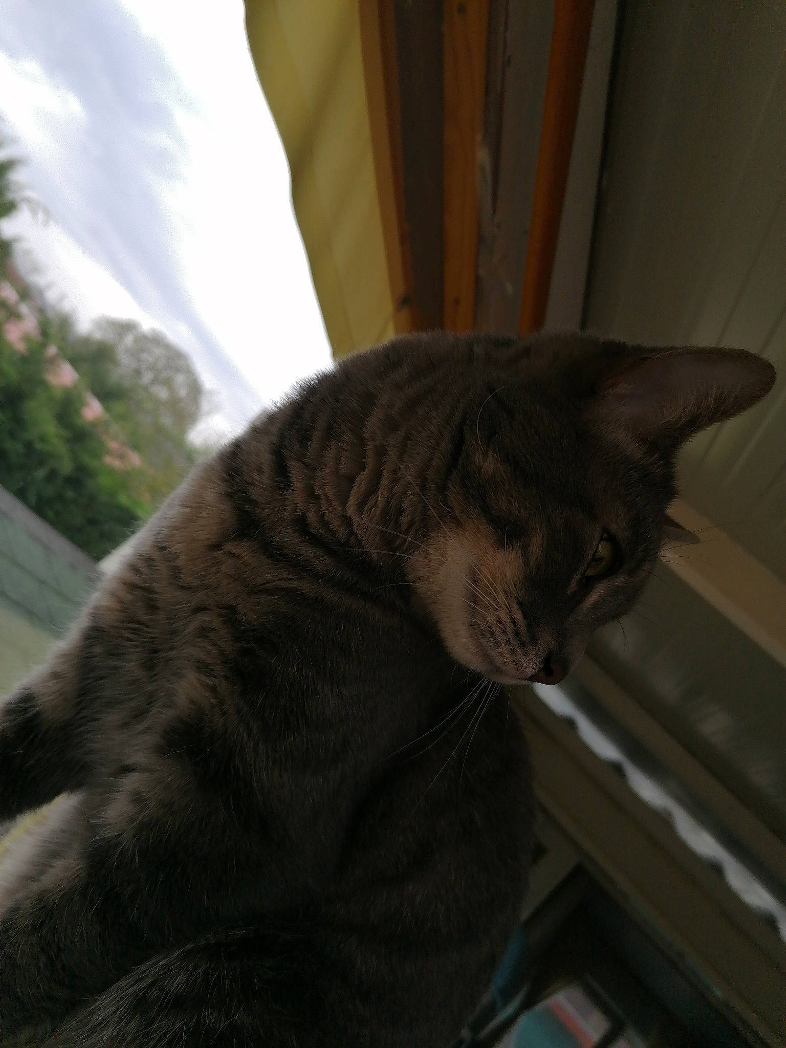 Mutcho a rejoint le concours — aidez-le/la à gagner de superbes lots ! asian, carnivore, cat, domestic_short_haired_cat, dragon_li, european_shorthair, felidae, fur, small_to_medium_sized_cats, snout, tabby_cat, tail, whiskers, window