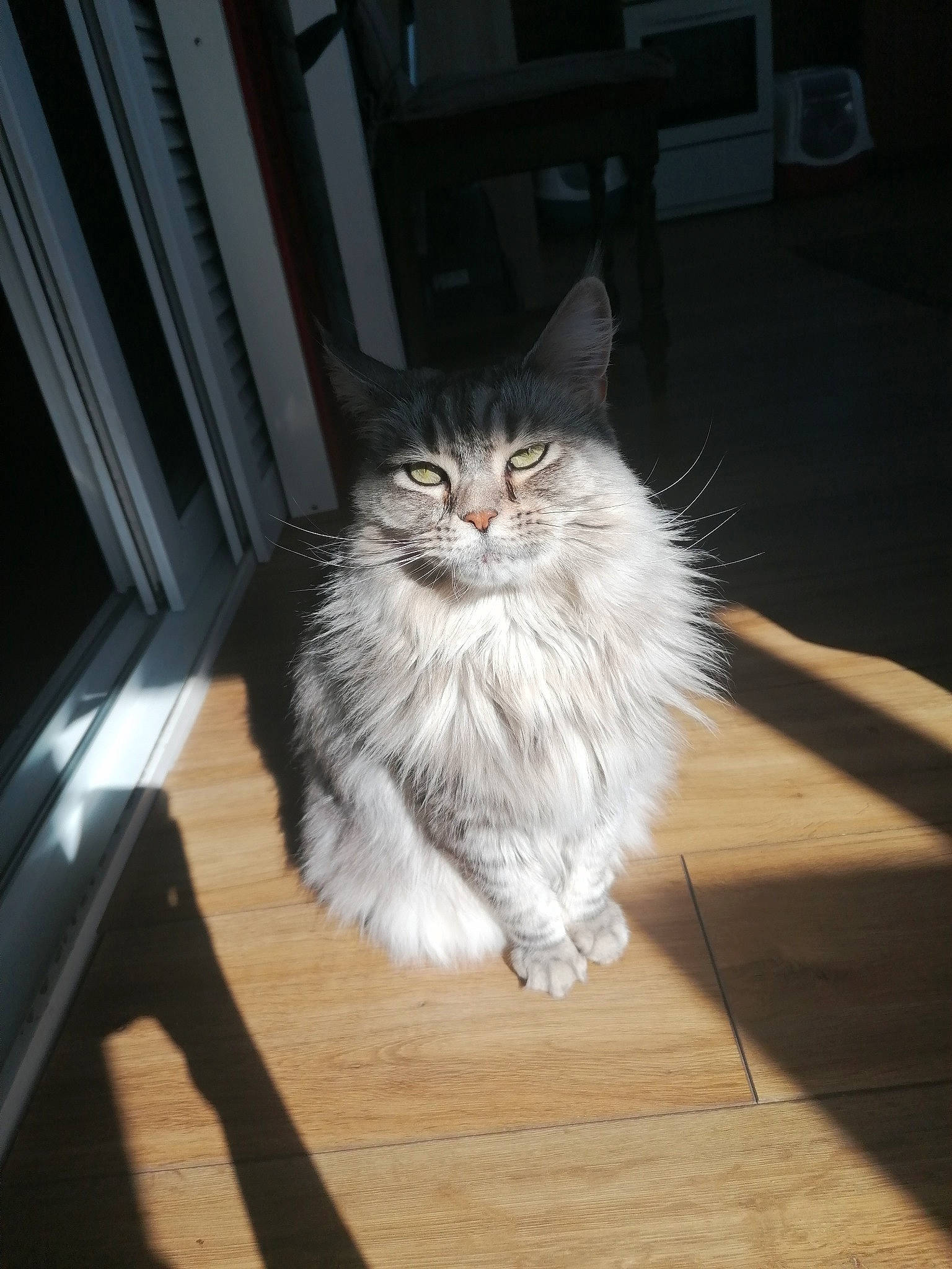 Louane participe au concours pour gagner de l'argent avec cette photo : american_curl, asian, asian_semi_longhair, british_semi_longhair, carnivore, cat, cymric, domestic_long_haired_cat, felidae, floor, fur, maine_coon, mammal, norwegian_forest_cat, ragamuffin, siberian, small_to_medium_sized_cats, tabby_cat, vertebrate, whiskers
