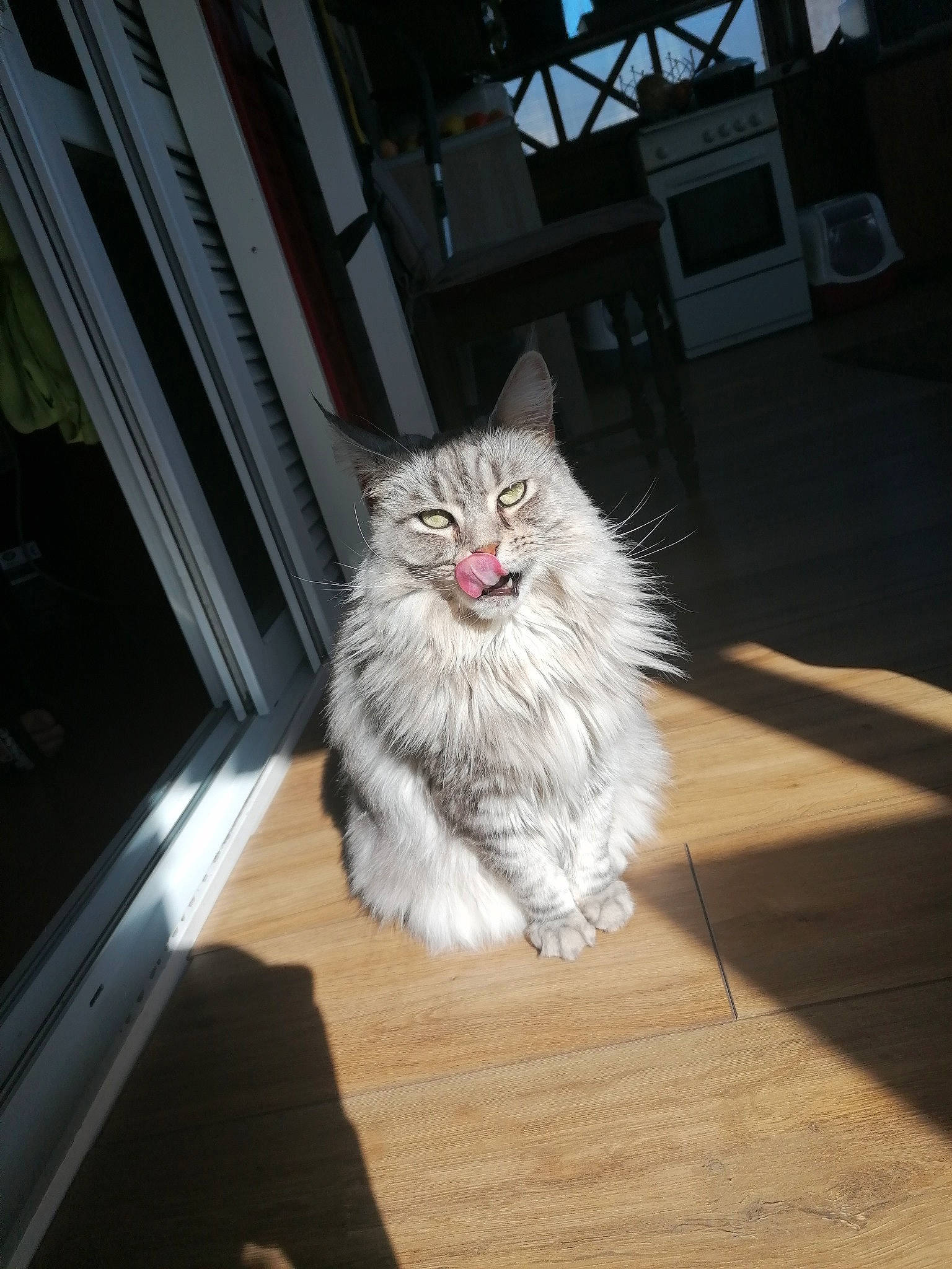 Louane a rejoint le concours — aidez-le/la à gagner de superbes lots ! american_curl, asian, asian_semi_longhair, british_semi_longhair, carnivore, cat, domestic_long_haired_cat, european_shorthair, eye, felidae, fur, maine_coon, mammal, norwegian_forest_cat, siberian, small_to_medium_sized_cats, tabby_cat, whiskers