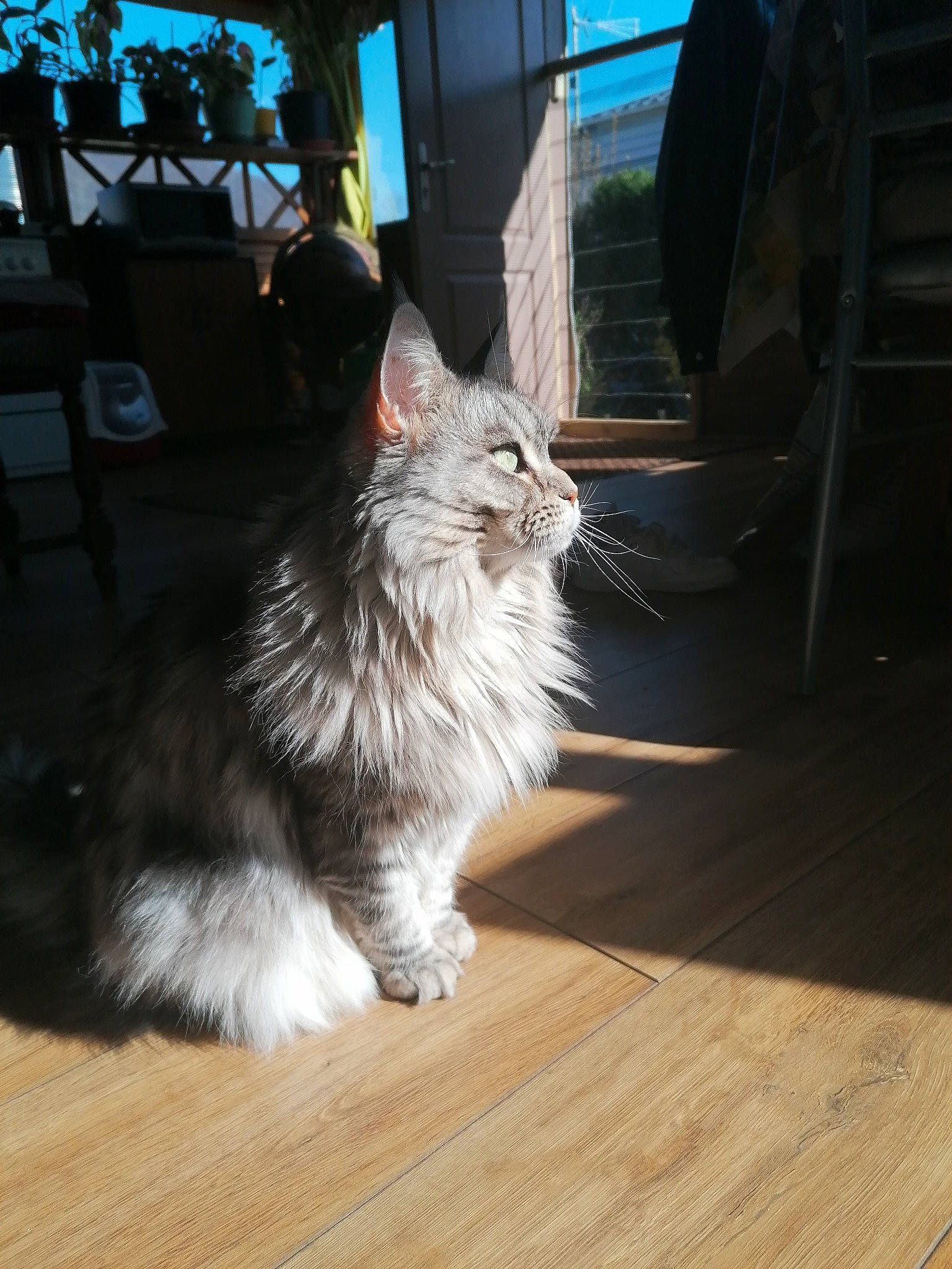 Louane a rejoint le concours — aidez-le/la à gagner de superbes lots ! british_semi_longhair, carnivore, cat, domestic_long_haired_cat, fawn, felidae, floor, flooring, fur, hardwood, kitten, maine_coon, mammal, norwegian_forest_cat, ragamuffin, small_to_medium_sized_cats, tabby_cat, whiskers, wood, wood_flooring