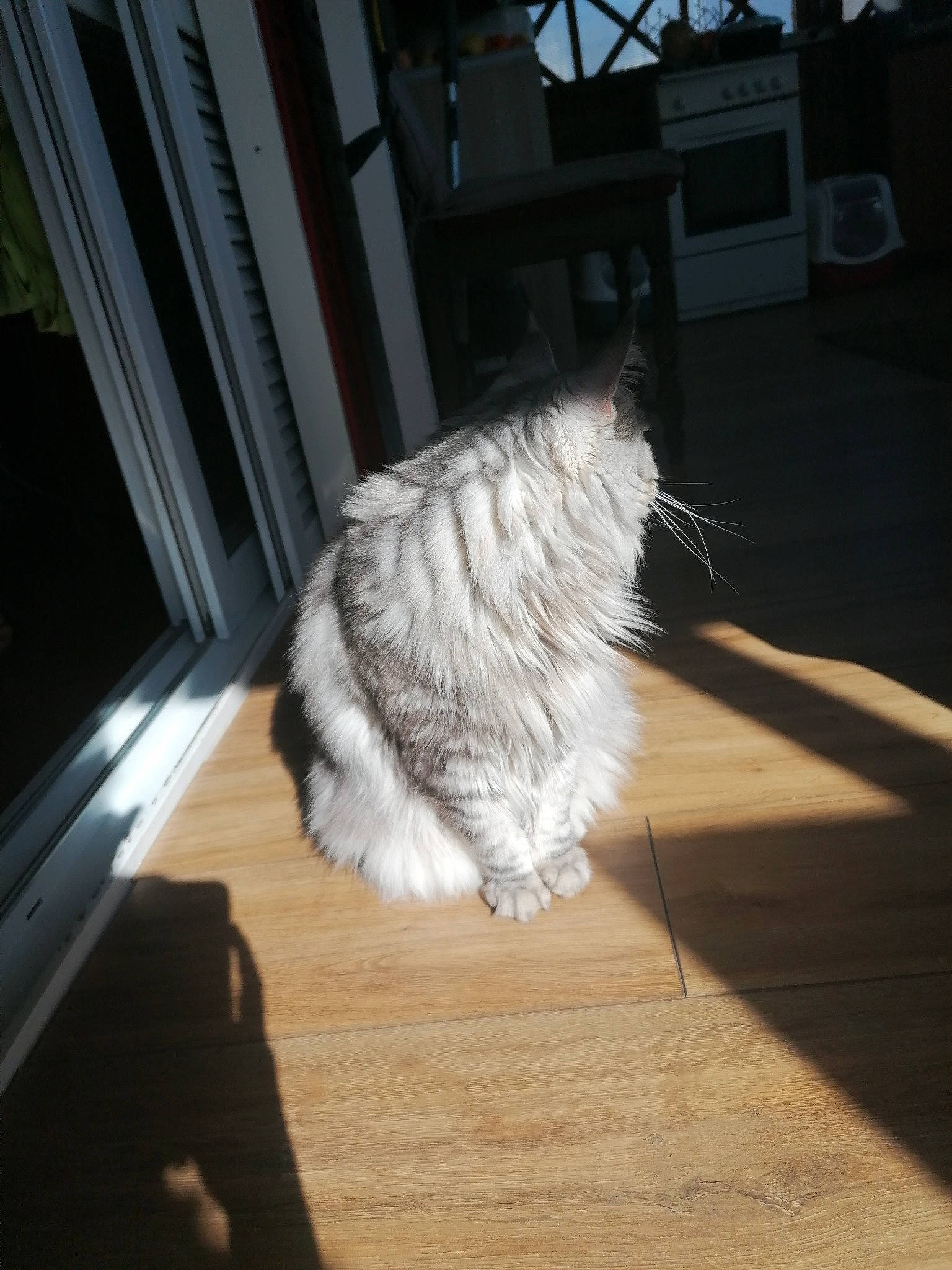 Louane a rejoint le concours — aidez-le/la à gagner de superbes lots ! carnivore, cat, domestic_long_haired_cat, fawn, felidae, floor, flooring, fur, hardwood, norwegian_forest_cat, persian, ragamuffin, small_to_medium_sized_cats, tail, whiskers, wood