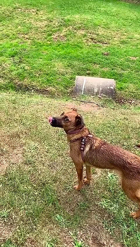 Salsa a rejoint le concours — aidez-le/la à gagner de superbes lots ! border_terrier, canidae, carnivore, dog, dog_breed, grass, irish_terrier, mammal, sporting_group, terrier, vertebrate, working_dog