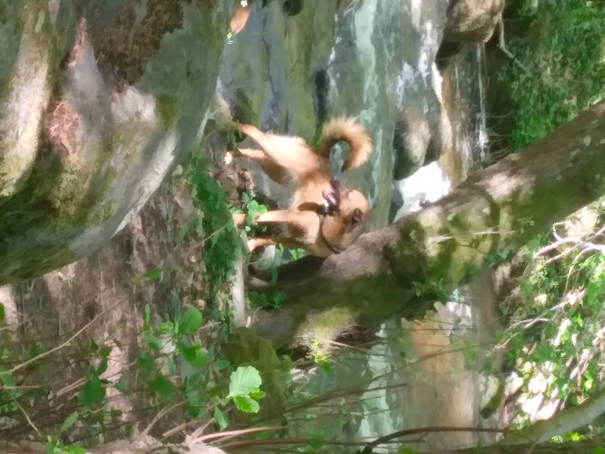 Salsa participe au concours pour gagner de l'argent avec cette photo : beak, carnivore, fawn, forest, grass, jungle, natural_environment, northern_hardwood_forest, old_growth_forest, organism, plant, rainforest, temperate_broadleaf_and_mixed_forest, terrestrial_animal, terrestrial_plant, tree, trunk, wildlife, wood, woodland